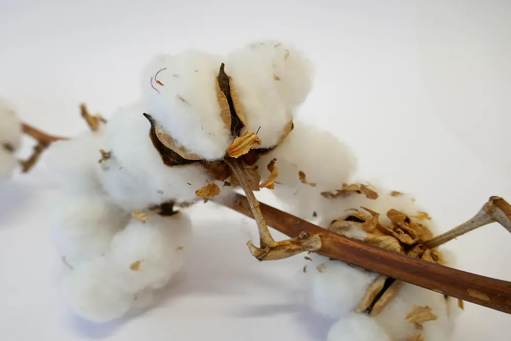 stick from cotton tree with cotton balls