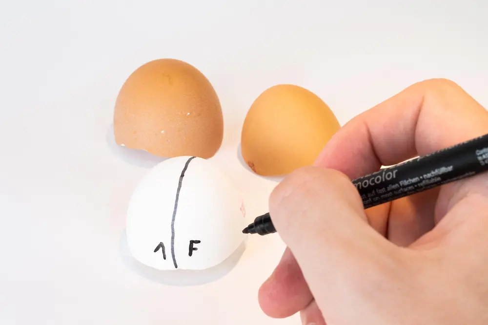 hand draws a black line on a white eggshell