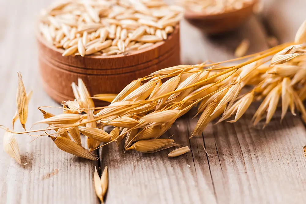 Oatmeal in bowl and oat plant