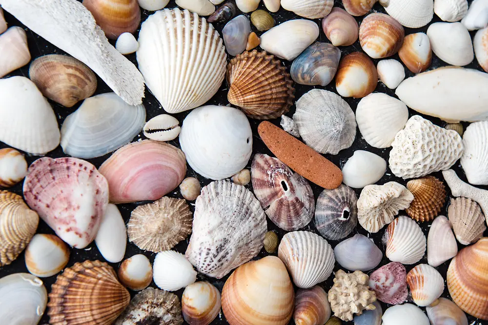 sea shells