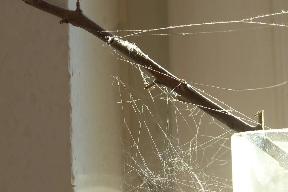 close up of spider web