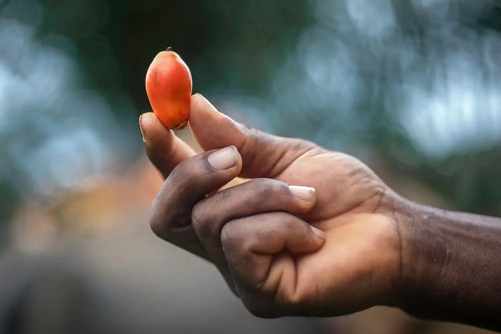 Eine Hand hält eine Palmfrucht in die Luft.