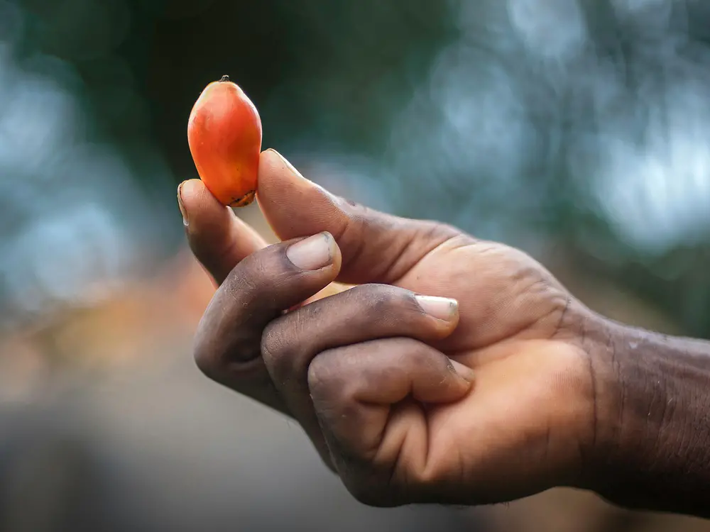 Eine Hand hält eine Palmfrucht in die Luft.