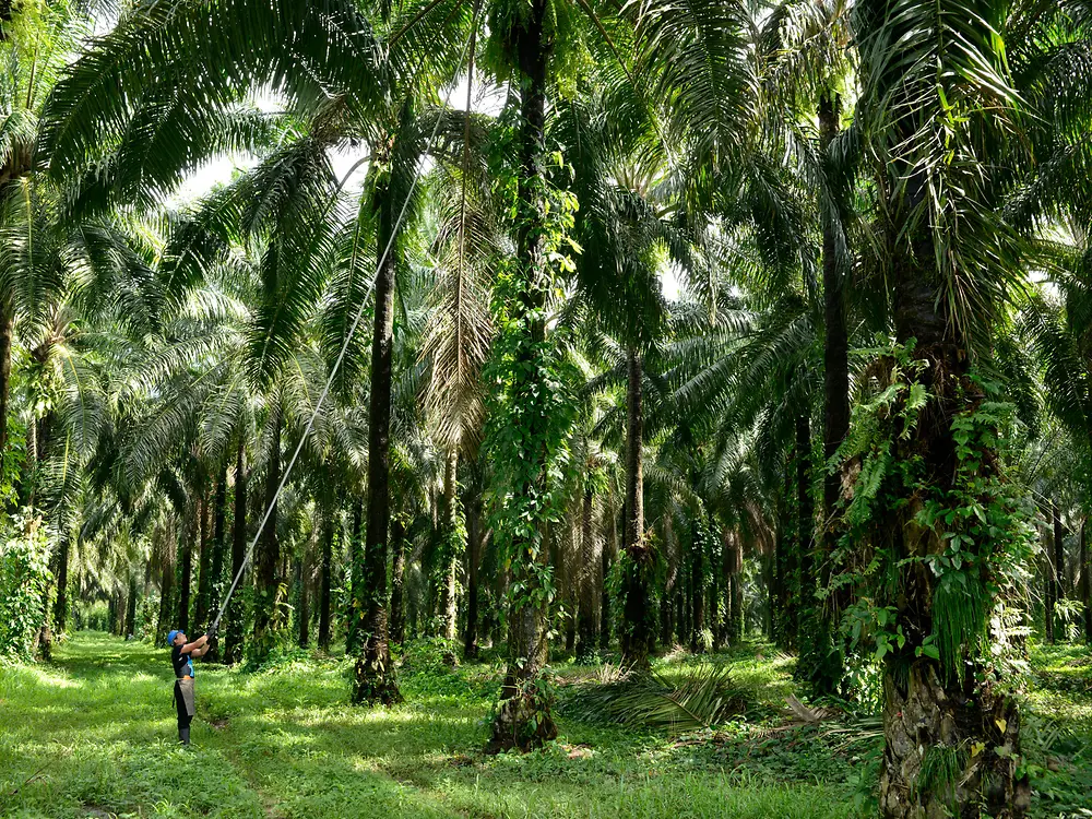 Mann erntet Palmfrüchte im Palmenwald