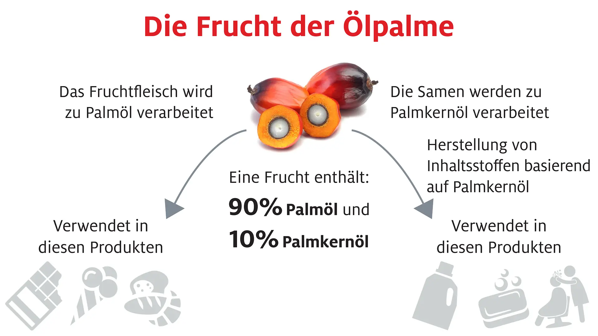 Infografik: Die Frucht der Ölpalme